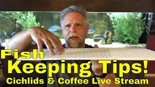 Fish Keeping Tips for Success (plus your BIGGEST Blunders)!  The Cichlids & Coffee LIVE STREAM!