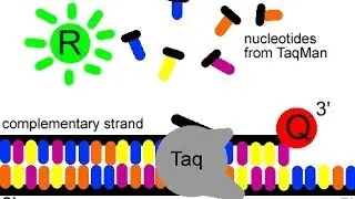 Real time PCR using SYBR green probe