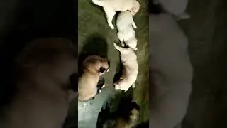 My Dogs 