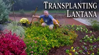 Transplanting Lantana (Perennials)