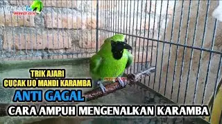 TIPS MENGAJARI MANDI KARAMBA CUCAK IJO BAHAN BIAR LANCAR DAN BERHASIL