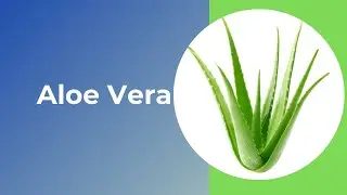 Aloe Vera Plat Information | Absorb Negative energy at home