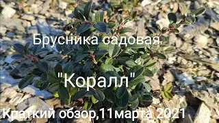 Брусника садовая
