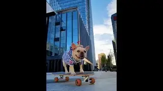 My bulldog loves skateboarding | Adorable Pets | Skilled Dogs | You never know