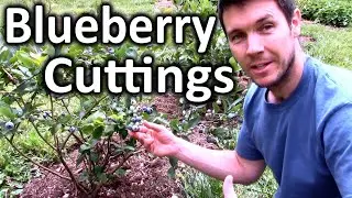 How to Root Blueberry Bushes from Cuttings | Propagating Softwood Cuttings of Blueberry Plants