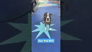 Star 🌟of NYC #cutedog #dogshorts #newyorkcity #doglovers #doglife #doglover  #pitbull #pit-bulldog