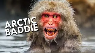 Strange Creatures of the Arctic | Full Documentary