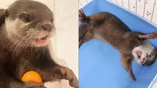 Funny Otter Videos Compilation 2021 #03 - Funny Pets Life