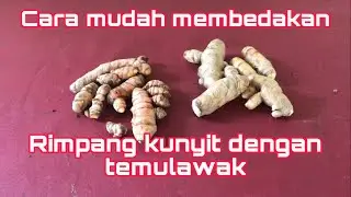 Cara mudah membedakan rimpang kunyit dengan temulawak