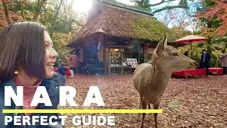 NARA🇯🇵 Top 7 things to do in Nara in Autumn🦌🍁 Day trip from Kyoto🚃 Japan travel vlog