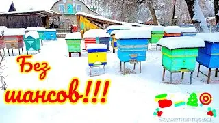 Пчеловодство. Перезимуют ли слабые семьи 2 3 улочки?