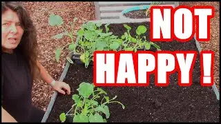 Fall Garden DESTROYED by RABBITS But Tina FIGHTS BACK !!!