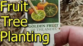 Planting More Types of Fruit Trees & How to Dig a Hole - With Tips!