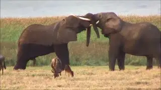 The Best Friends - Heartwarming Animal Friendships