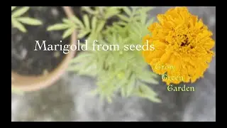 How to grow Marigold from seeds