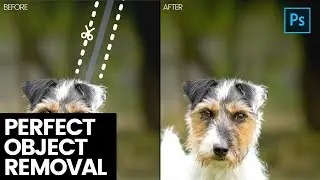 HOW TO REMOVE OBJECTS in Photoshop - Episode 6 - Terrier Dog Photo Editing Series