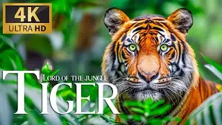 4K Tiger 🐯 Lord of the Jungle 🌿 Discovery Dreamy Relaxation Music