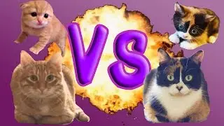 ТИГРА VS КУКИ | TheBrianMaps VS Slivki Show КТО ПРОИГРАЛ?!