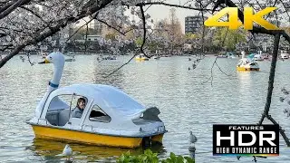 🌸 [4K HDR] Spring Walk In Ueno Park | Enjoy The Lovely Cherry Blossoms (Sakura) 😍