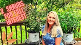 Planting Kodiak® Orange And Kodiak® Red Diervilla For Fall Interest | Bush Honeysuckle