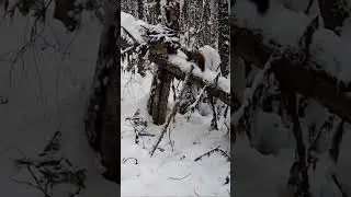 Охота на куницу с капканом