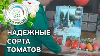 Какие выбрать сорта томатов. Надежные сорта помидор для открытого грунта и теплиц.