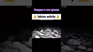 Lobster Activity - Tanks Blitz (мем про ивентный рандом)