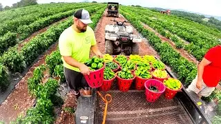 Today's HARVEST has not gone to PLAN