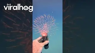 Strange Transparent Sea Creature || ViralHog