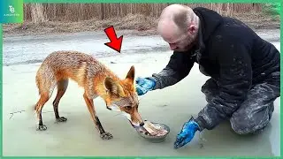 Animals That Asked People for Help & Kindness Caught On Camera !#5