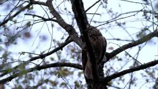 hibou moyen-duc passage de proie