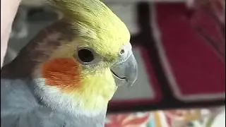 How to tame a cockatiel bird | Cockatiel Love Owner Attention 😊 #cockatiel #parrot #birds #pet