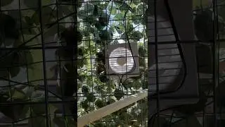 Chicken Coop Solar Exhaust Fan ￼