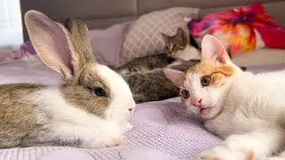 Kittens Confused by New Rabbit