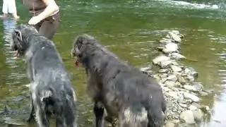 Irish Wolfhound-Tropické odpoledne sourozenců Stadlewood v Paskově 8/2009Irish Wolfhound-