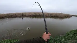 БЕШЕНЫЙ КЛЕВ САЗАНА УДОЧКУ УНОСИТ