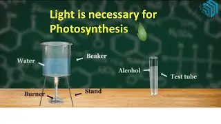 Light is necessary for photosynthesis