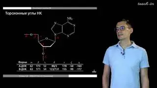 Головин А. В. - Моделирование структур биополимеров - Структура нуклеиновых кислот и хроматин