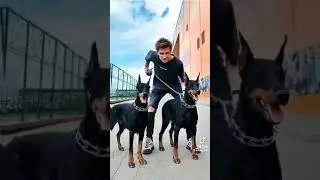 А4 ПОД МУЗЫКУ ДИКАЯ ЛЬВИЦА