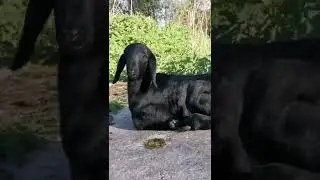 Моя мотивация - новая жизнь на ферме 🙏 