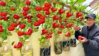 Growing Tomatoes This Way Gets Many Fruits And Doesn't Need Watering