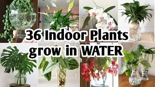 36 Indoor Plants You can grow in Water |Best Indoor plants no need soil to grow |Plant and Planting