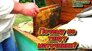 Почему ОТВОДОК не тенет маточники? Причины отсутствия маточников в отводке.