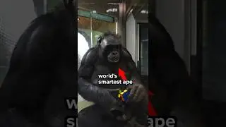 I Taught An Ape To Solve A Rubik's Cube #rubikspartner