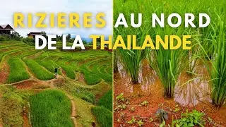 Découvrir les Rizières au Nord de la Thaïlande, un spot à ne pas manquer