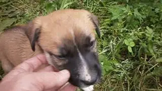 Щенки дворовые 1 мес.