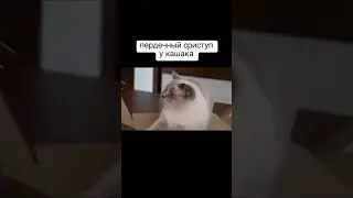 кошачья кукла вуду😁😁😁