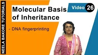 Molecular Basis of Inheritance | NEET | DNA Fingerprinting | Neela Bakore Tutorials