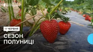 Де на Хмельниччині вирощують та яка ціна на ягоду