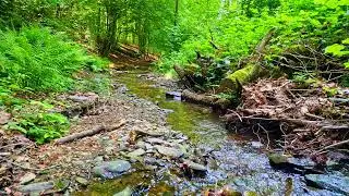 There are sounds of natural forests, river water flowing with birds chirping. Restore nervous system